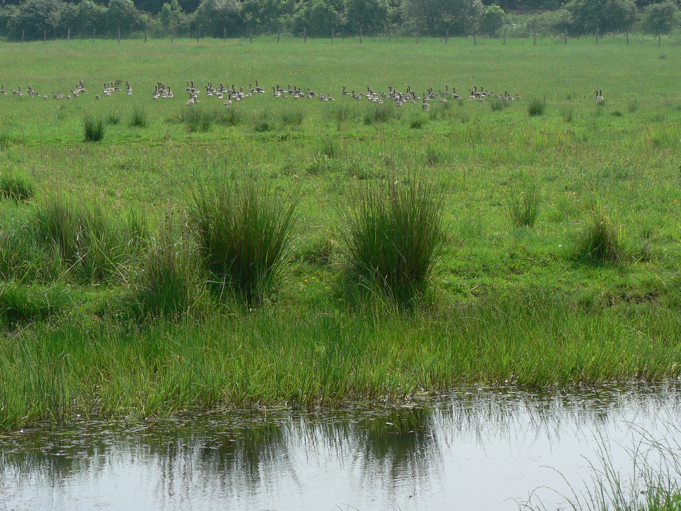 Eine Gruppe von Wildgänsen grast auf einer feuchte Weide. (Wird bei Klick vergrößert)