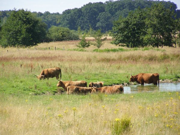 Rinder stehen in einem Gewässer auf einer Weide.