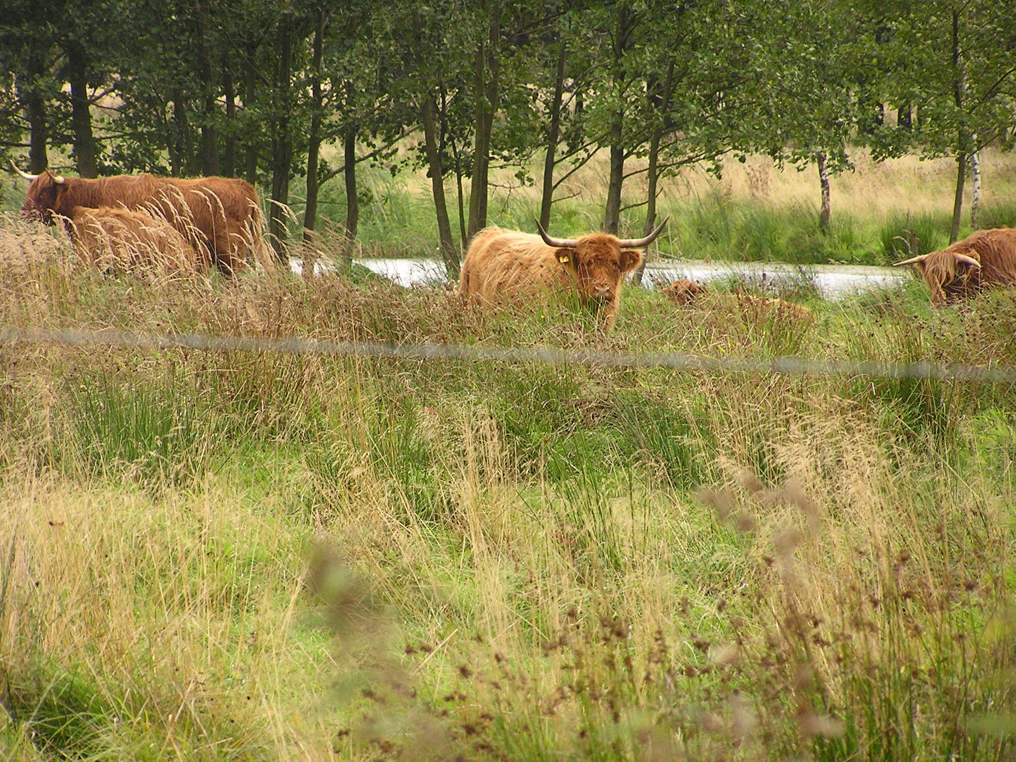 Rinder stehen im hohen Gras an einer Aue. (Wird bei Klick vergrößert)