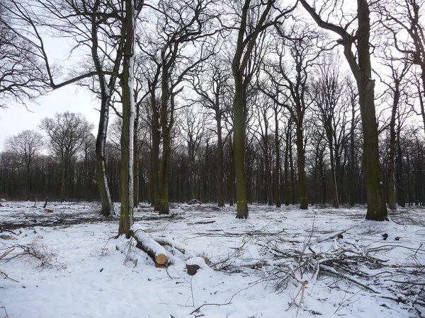 In einem winterlichen Wald wurde Eichen gefällt.