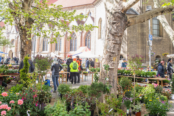 Der Domplatz blüht auf: Am 31. August begrüßt der dritte und letzte BBG-Blumenmarkttag in diesem Jahr von 10:00 bis 16:00 Uhr den vor lauer Pflanzen bunt leuchtenden Spätsommer. (Wird bei Klick vergrößert)