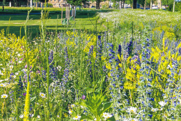 Mit ihrem Blütenreichtum und 39 unterschiedlichen Blumen- und Kräutersamen lockt die Braunschweiger Wildbienenmischung bis zu 66 Wildbienenarten an. (Wird bei Klick vergrößert)