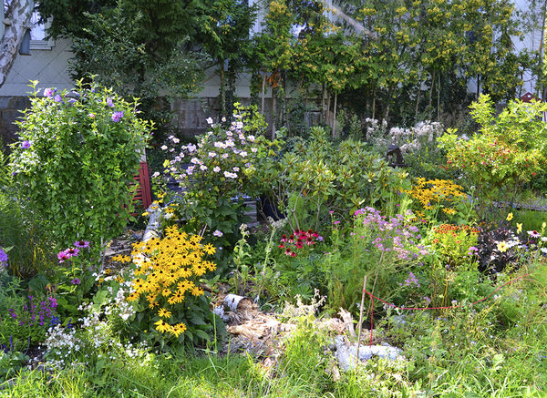 Besonders wohl fühlen sich Bienen im Garten von Saskia Domaschke – sie belegt Platz eins in der Kategorie Bienenglück. (Wird bei Klick vergrößert)