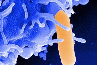 Bakterien basteln, Foto:HZI / Manfred Rohde