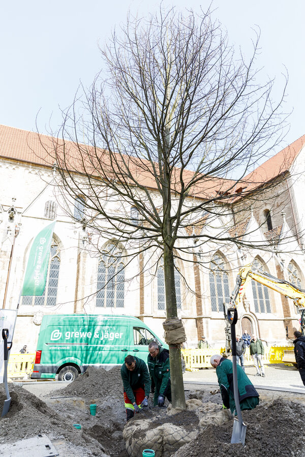 Heinrichslinde am Dom (Wird bei Klick vergrößert)