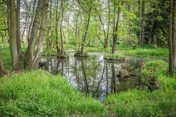 Das Bild zeigt einen Wald mit einem Teich, der von Bäumen umgeben ist. (Wird bei Klick vergrößert)