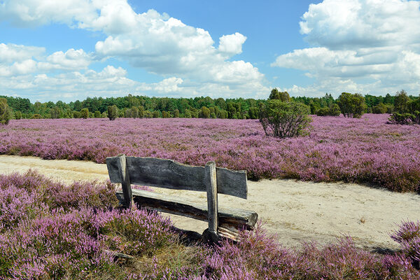 Heideflächen in der Südheide Gifhorn (Zoom on click)