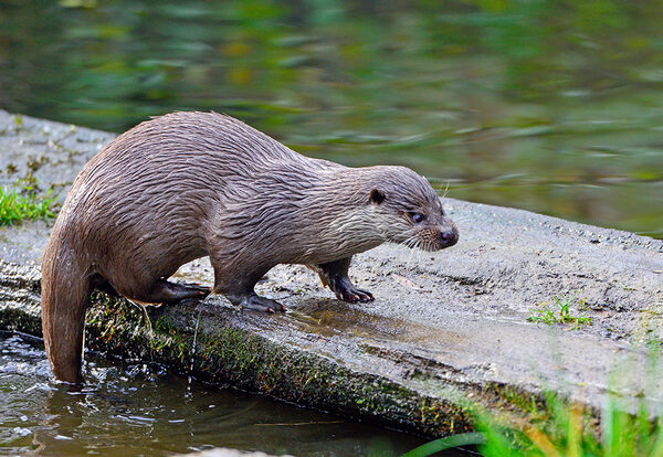 Otter Centre Hankensbüttel (Zoom on click)