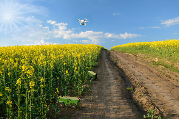 So könnte es in Zukunft aussehen: Feld-Roboter und Drohnen bewirtschaften ein Rapsfeld. (Wird bei Klick vergrößert)