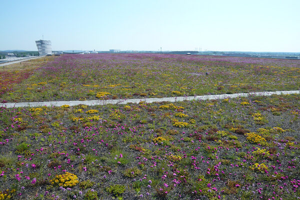 Mit mikrometrologischer Messtechnik untersucht das Institut für Geoökologie der TU Braunschweig seit 2014 die Kohlendioxidaufnahme bei einem begrünten Dach auf einem Parkdeck des künftigen Berliner Flughafens BER. (Wird bei Klick vergrößert)