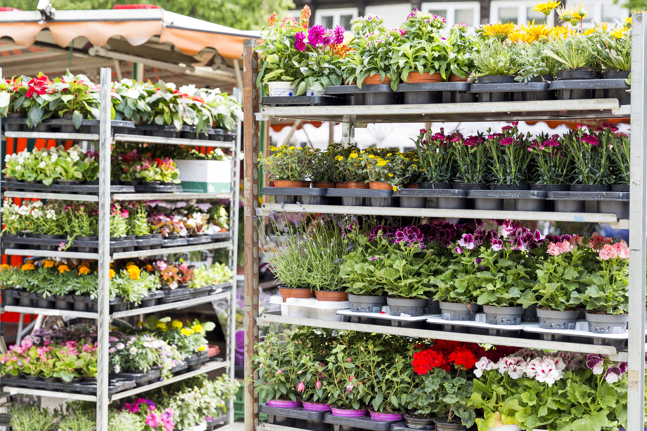 buntes Blumenmeer (Wird bei Klick vergrößert)