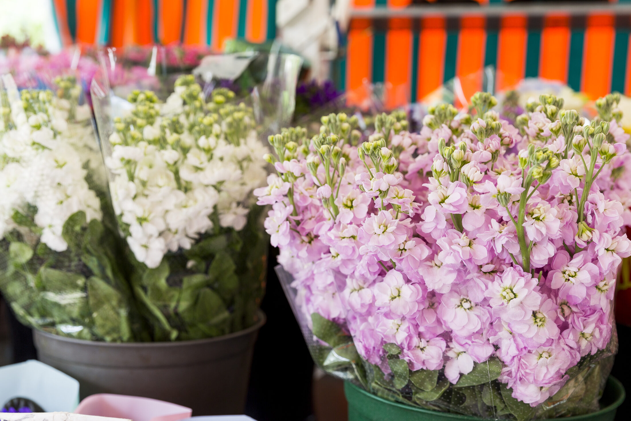 frische Blumen (Wird bei Klick vergrößert)