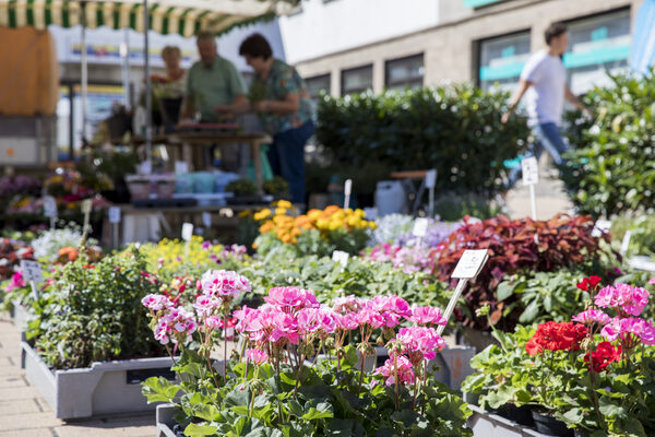 Blumenpflanzen auf dem Wochenmarkt (Wird bei Klick vergrößert)