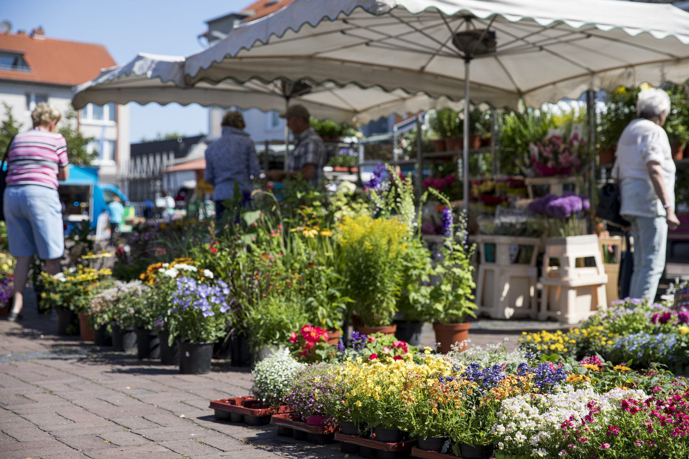 Pflanzen und Blumen (Wird bei Klick vergrößert)