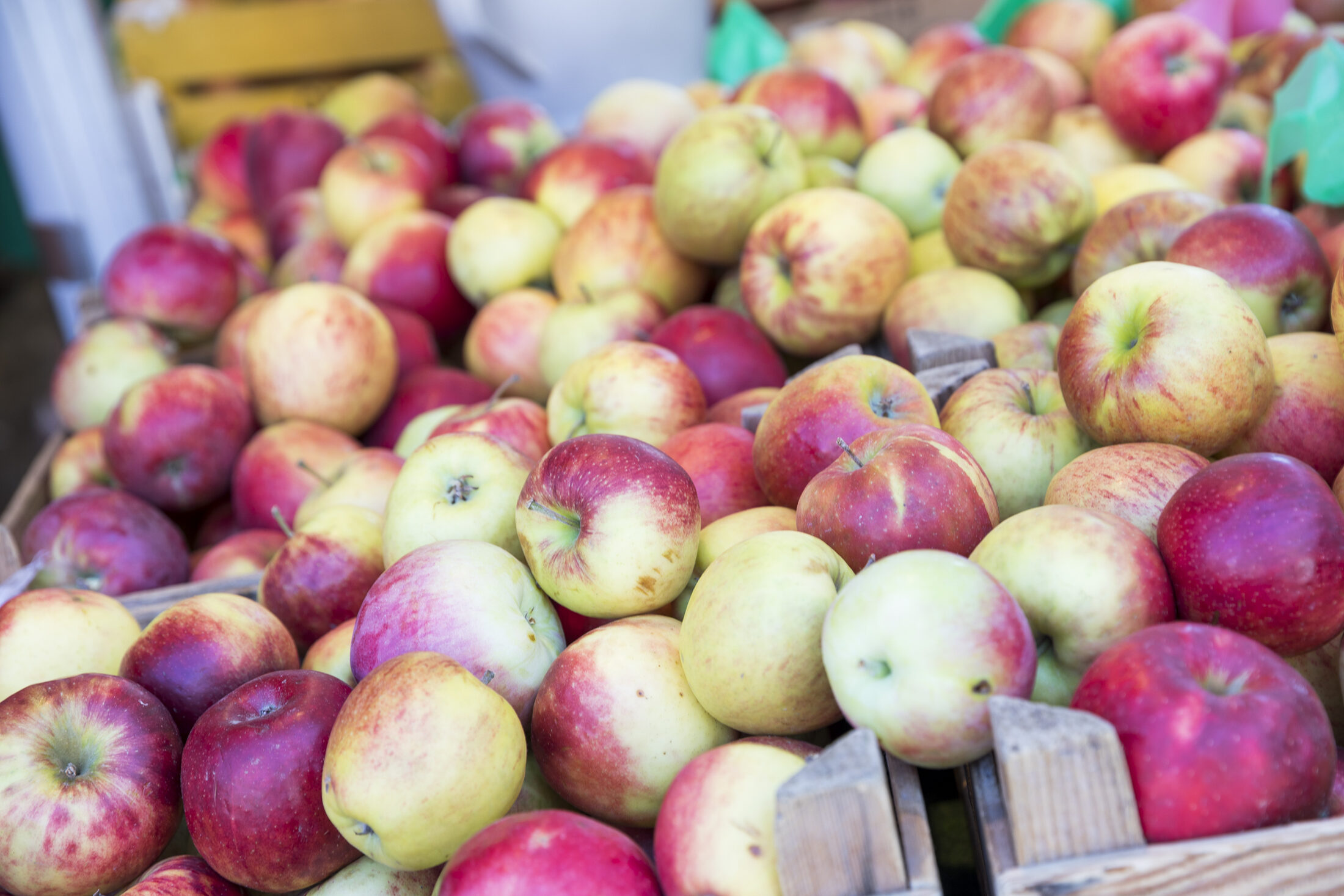 frische, knackige Äpfel (Wird bei Klick vergrößert)