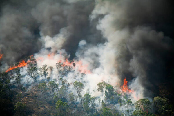 Waldbrand (Wird bei Klick vergrößert)