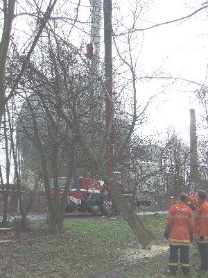 Bergung eines Baumes an der Oker (Wird bei Klick vergrößert)