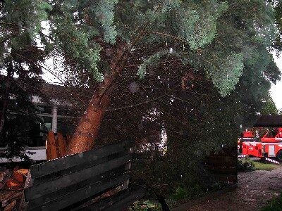 Von Sturmböen umgeworfener Baum (Wird bei Klick vergrößert)