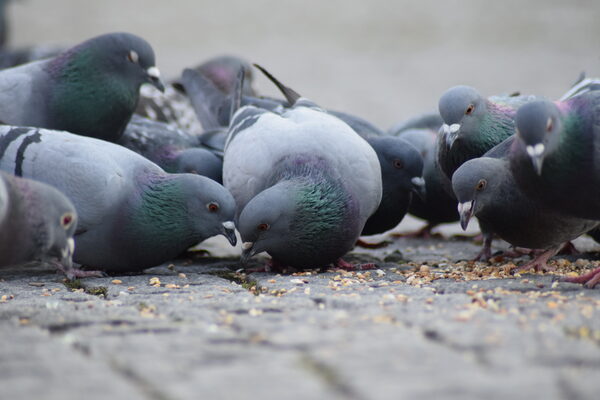 Eine Gruppe Stadttauben pickt Futter am Boden. (Wird bei Klick vergrößert)