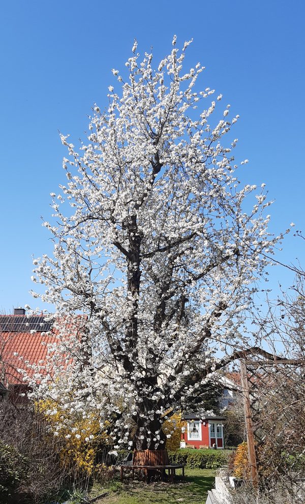 Blühender Kirschbaum im Privatgarten