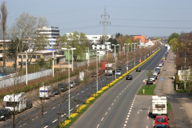 Frühjahrsblüher an der Hamburger Straße (Wird bei Klick vergrößert)