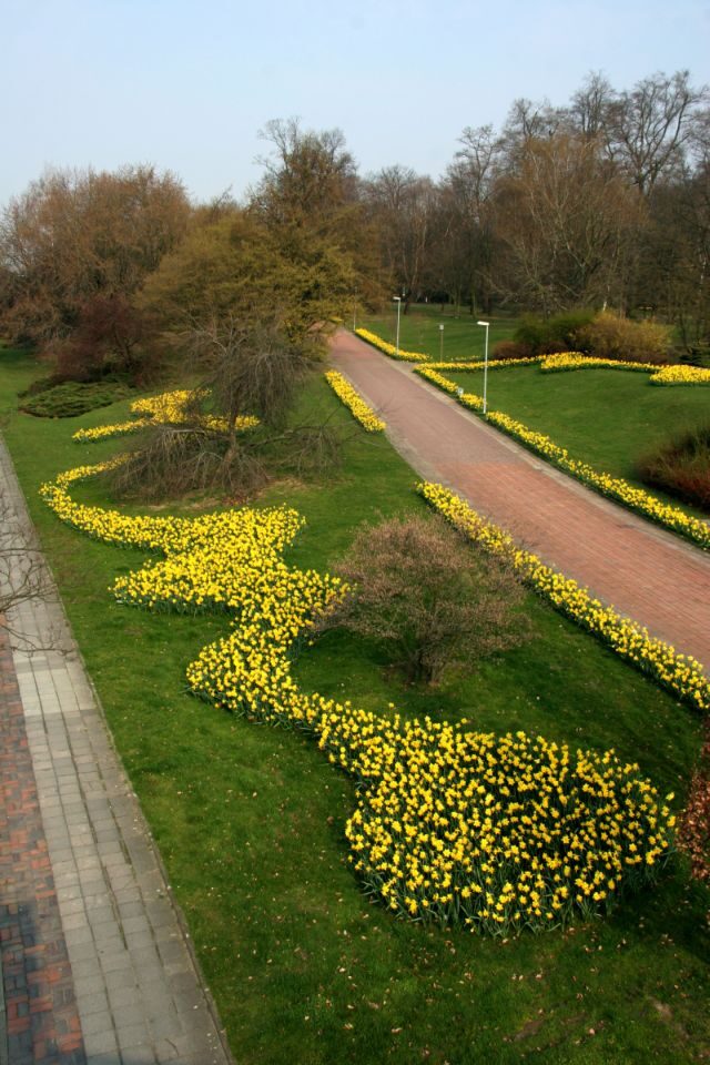 Frühjahrsblüher an der Kurt Schumacher Straße (Wird bei Klick vergrößert)