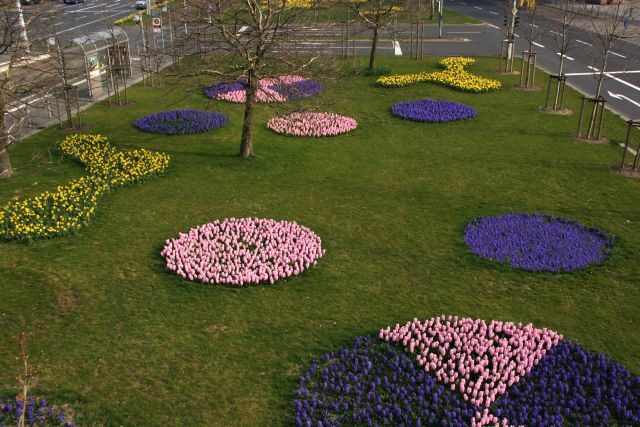 Frühjahrsblüher auf dem Mittelstreifen vor der Hauptpost (Wird bei Klick vergrößert)