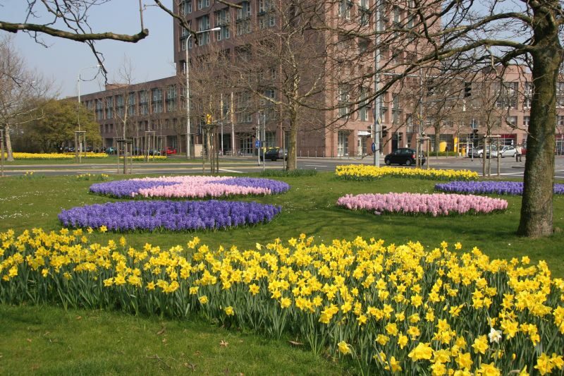 Frühjahrsblüher auf dem Mittelstreifen vor der Hauptpost (Wird bei Klick vergrößert)