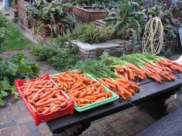 Nutzgarten mit geernteten Karotten auf einem Tisch (Wird bei Klick vergrößert)