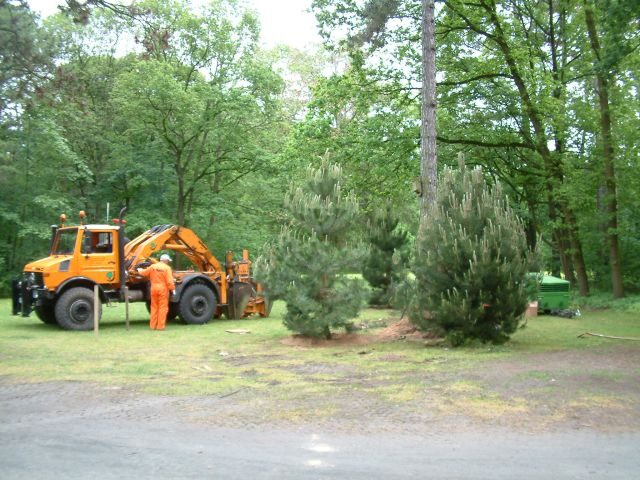 Schwarzkieferpflanzung im Prinz-Albrecht-Park (Wird bei Klick vergrößert)