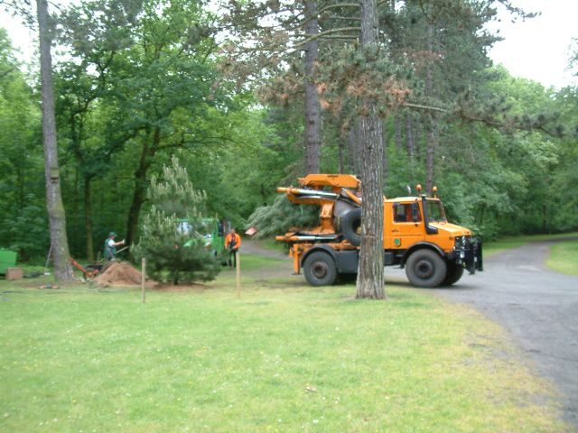 Schwarzkieferpflanzung im Prinz-Albrecht-Park (Wird bei Klick vergrößert)