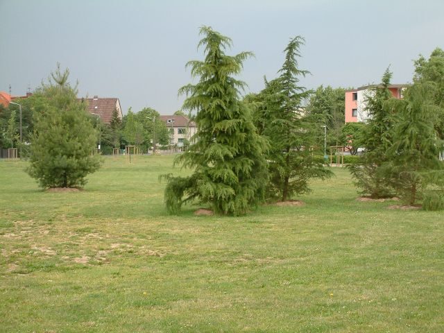 Zederngruppe und Strobenkiefer an der Querumer Straße (Wird bei Klick vergrößert)