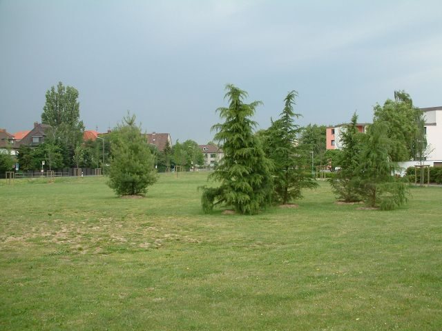 Zederngruppe und Strobenkiefer an der Querumer Straße (Wird bei Klick vergrößert)