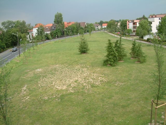 Zederngruppe und Strobenkiefer an der Querumer Straße (Wird bei Klick vergrößert)