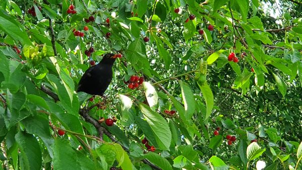 Vogel im Kirschbaum