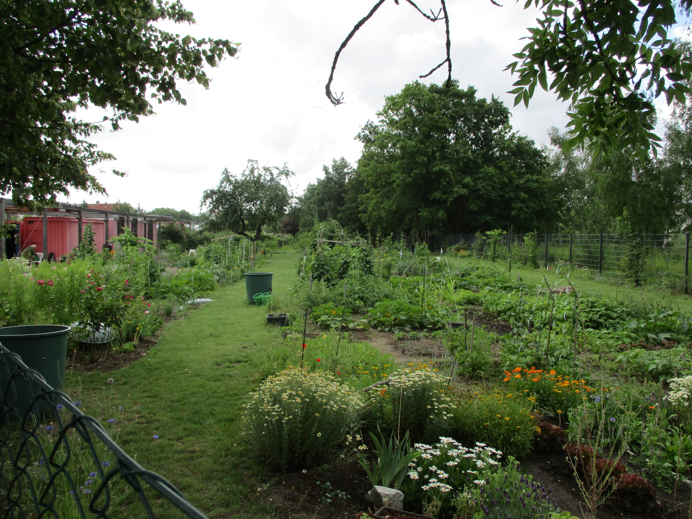 Dieses Bild zeigt einen Ausschnitt aus dem Garten ohne Grenzen in Braunschweig, in dem Gemüse- und Blumenbeete angelegt sind. Ein breiter Rasenweg unterteilt die verschiedenen Parzellen