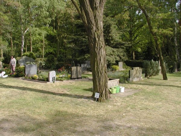 Alter Baumbestand am Friedhof Harxbüttel (Wird bei Klick vergrößert)