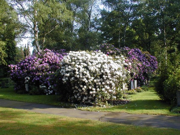 Rhododendron-Büsche mit Urnen-Sondergräbern (Wird bei Klick vergrößert)