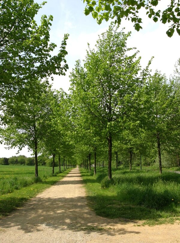 Dreireihige Allee am Madamenweg (Wird bei Klick vergrößert)