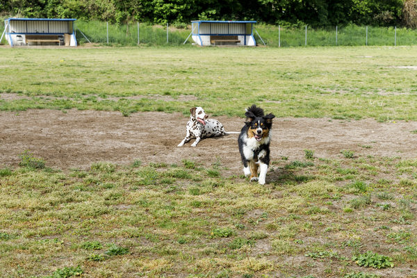 2 Hunde auf der Freilauffläche Bienrode (Wird bei Klick vergrößert)