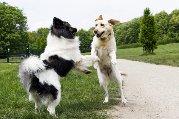 spielende Hunde (Wird bei Klick vergrößert)