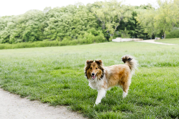 Hund auf der Freilauffläche Franzsches Feld/Nußberg (Wird bei Klick vergrößert)