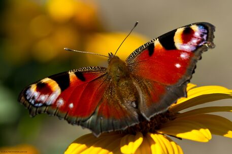 Schmetterling auf gelber Blüte