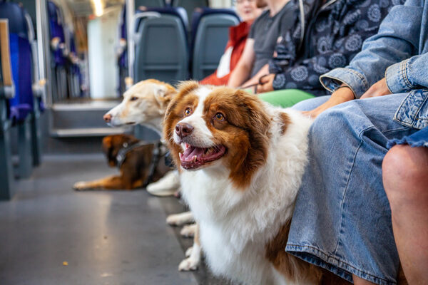 Hunde im öffentlichen Nahverkehr (Wird bei Klick vergrößert)