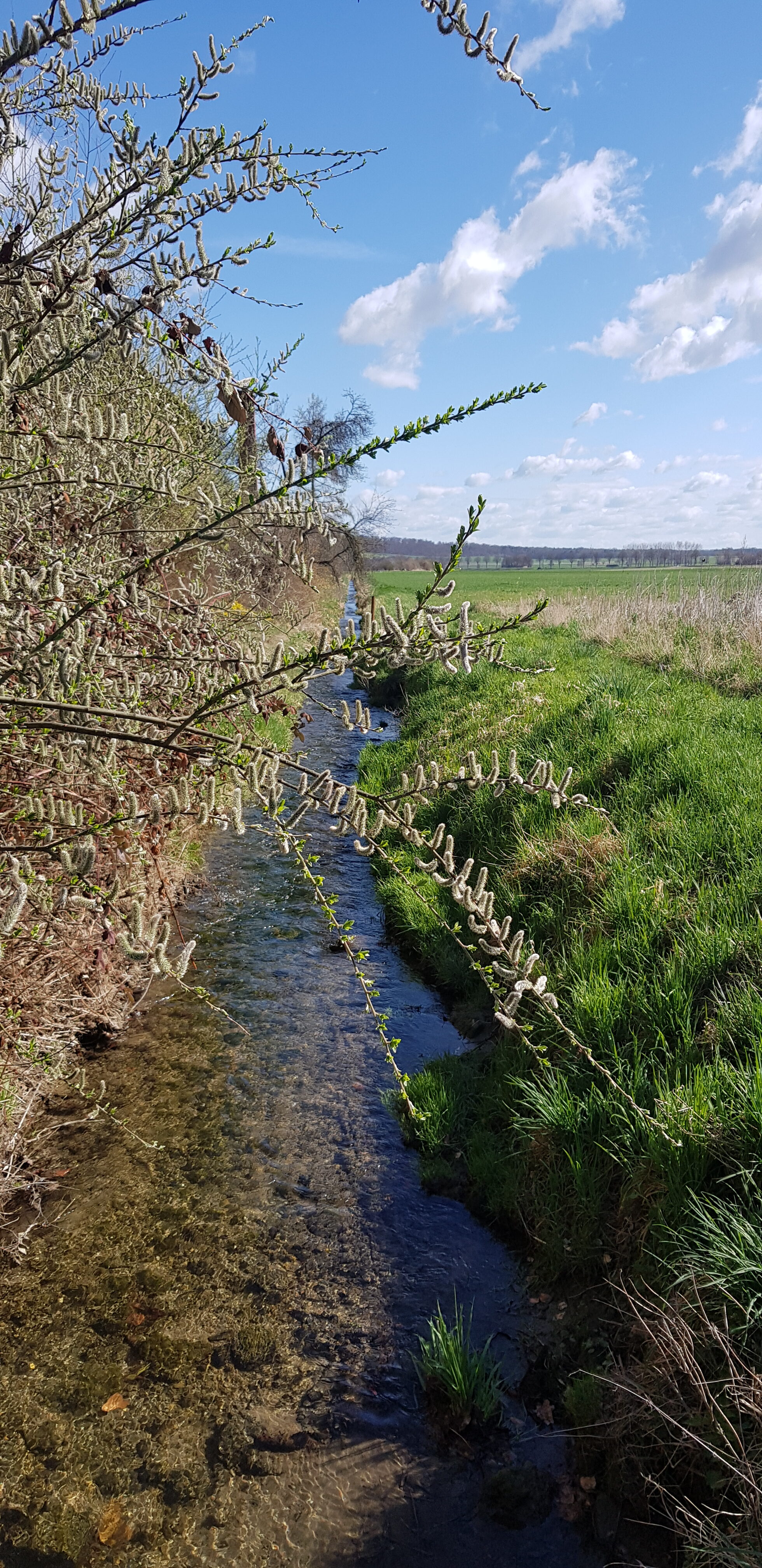 Bachlauf bei Rottorf (Wird bei Klick vergrößert)