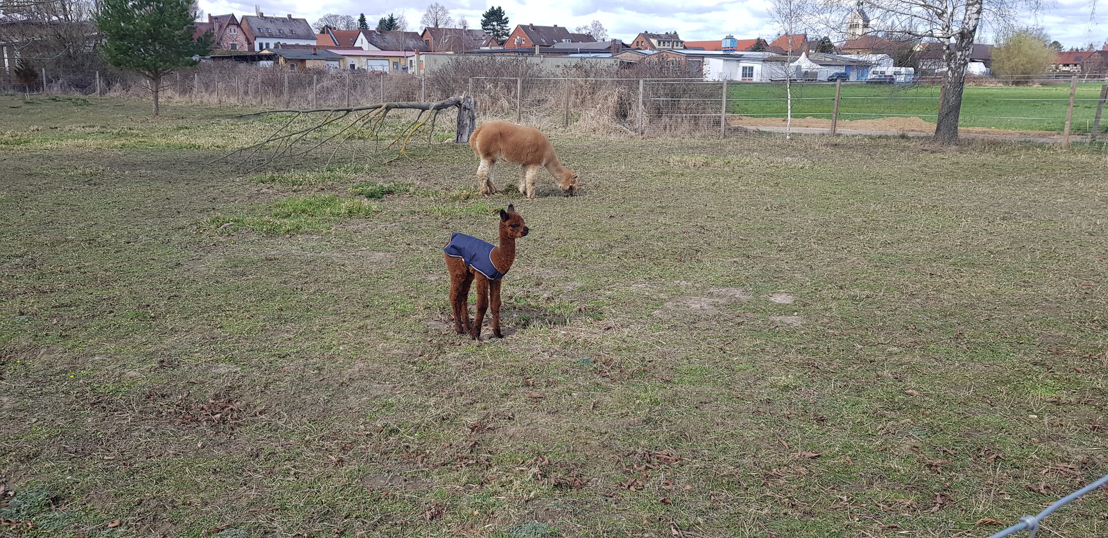 Alpakas bei Süpplingenburg (Wird bei Klick vergrößert)