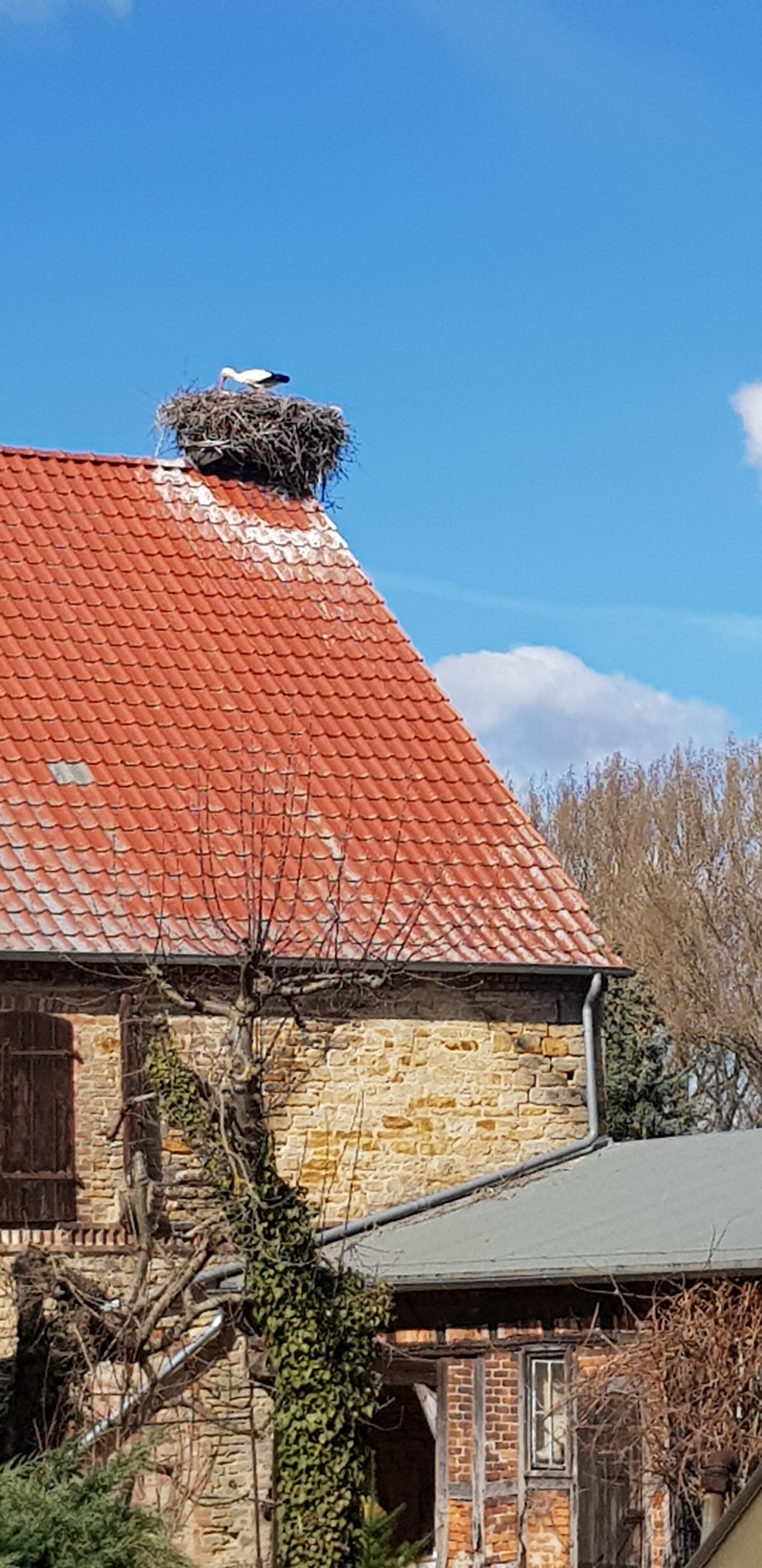 Störche in Belsdorf bei Wefensleben (Wird bei Klick vergrößert)