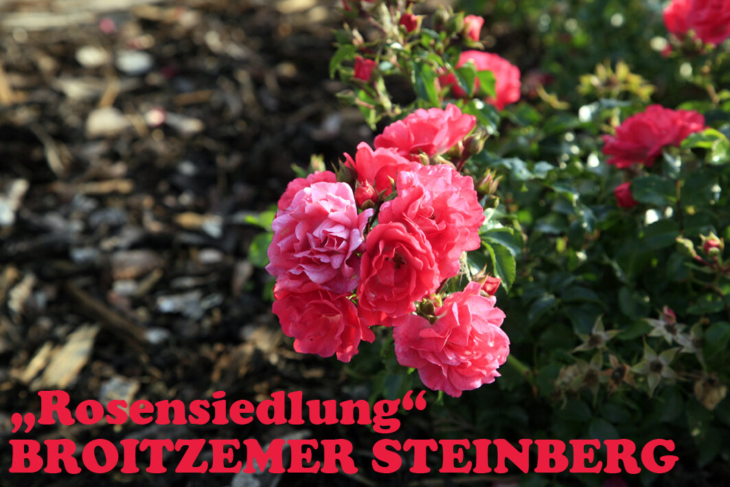 Blumen Rosensiedlung (Wird bei Klick vergrößert)