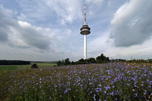 Kornblumenwiese am Fernmeldeturm (Wird bei Klick vergrößert)