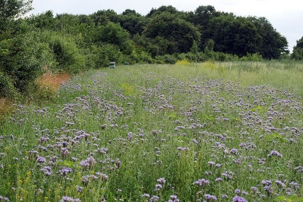 Phacelia-Bienenweide Nähe Fernsehturm (Wird bei Klick vergrößert)